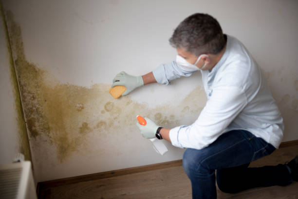 Best Commercial Mold Inspection  in Litchfield, MI