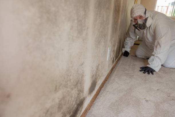 Best Comprehensive Air Testing for Mold Contaminants  in Litchfield, MI